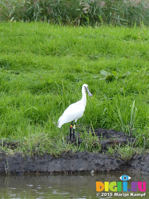 FZ020235 Eurasian spoonbill (Platalea leucorodia)